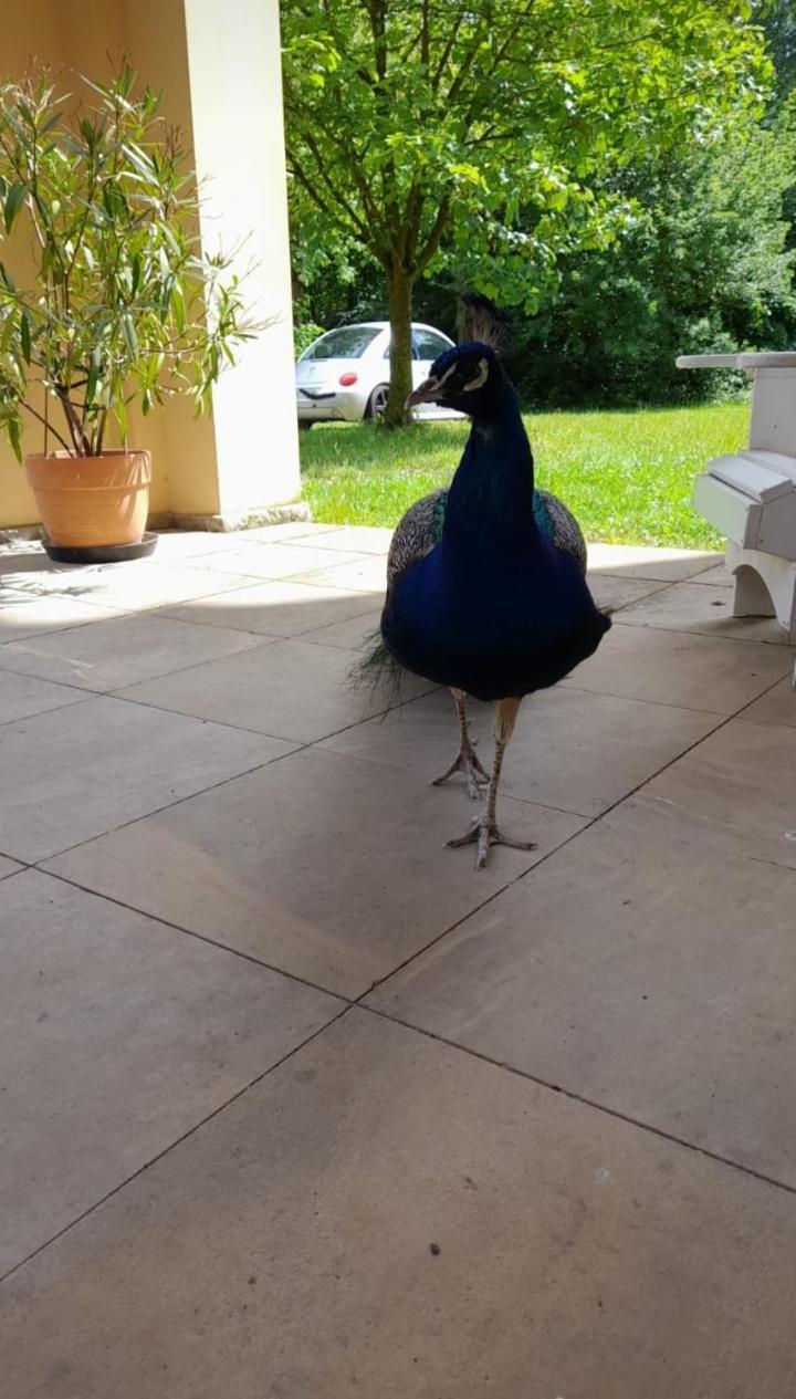 Schloss Tressow Bobitz Екстериор снимка